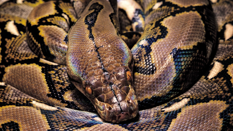 Reticulated python (Python reticulatus)