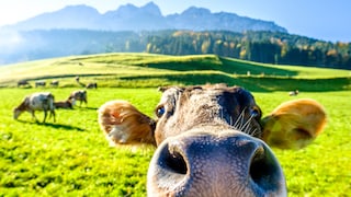 Fish-eye Perspective of a Cow Standing in a Pasture