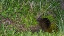An Amami rabbit sits on the ground, munching.