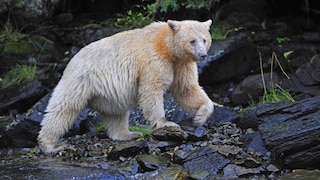 Ghost Bear With Light Fur by the River
