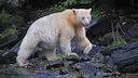 Ghost Bear With Light Fur by the River