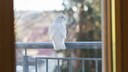 Especially in densely populated areas, birds can quickly collide with windows.
