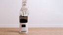 Automatic Feeders for Cats and Dogs Can Simplify Daily Life