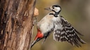 Close-up of a great spotted woodpecker (Dendrocopos major) pecking against a tree trunk