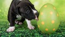 A black-and-white American Staffordshire Terrier puppy licks a large Easter egg.