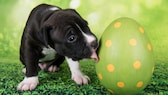 A black-and-white American Staffordshire Terrier puppy licks a large Easter egg.