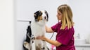 Dog in the Clinic