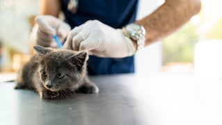 Young Cat Gets Vaccinated at the Vet