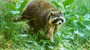 Raccoon (Procyon lotor) on a meadow in Bavaria