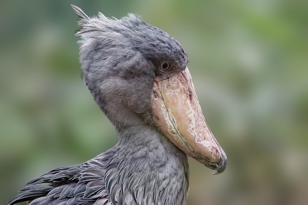 Shoebill: This bird eats crocodiles