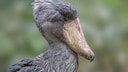 Portrait shot of the shoebill Balaeniceps rex