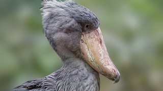 Portrait shot of the shoebill Balaeniceps rex