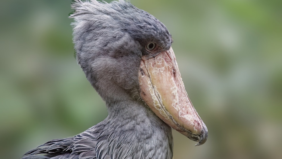 Portrait shot of the shoebill Balaeniceps rex