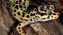 A leopard gecko sits on a branch.