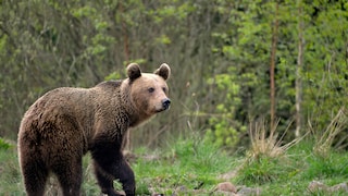 Wild Brown Bear in Romania's Carpathians