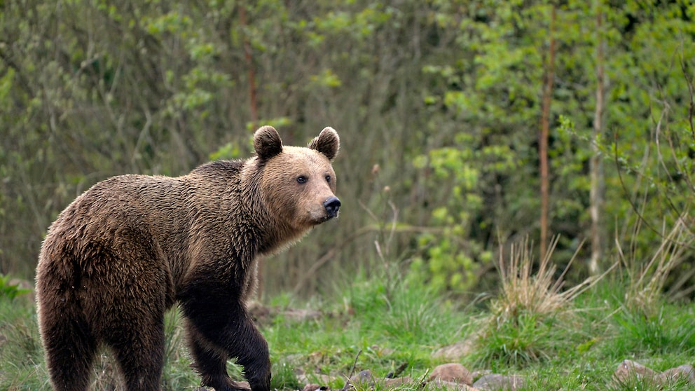 Wild Brown Bear in Romania's Carpathians