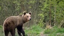 Wild Brown Bear in Romania's Carpathians