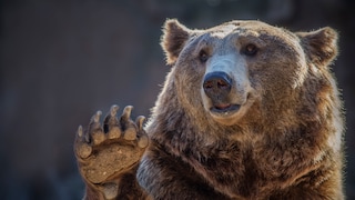 In the event of a bear encounter, experts primarily advise one thing: Stay calm!