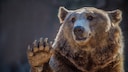 In the event of a bear encounter, experts primarily advise one thing: Stay calm!