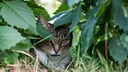 In Canterbury, New Zealand, a sudden call was made to hunt wild cats—domestic cats can easily be mistaken for their wild counterparts.