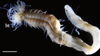 Close-up of the worm "Polycirrus onibi"