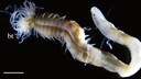 Close-up of the worm "Polycirrus onibi"