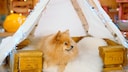 Editorial dog Yumi is thrilled with her DIY dog bed with a tipi.