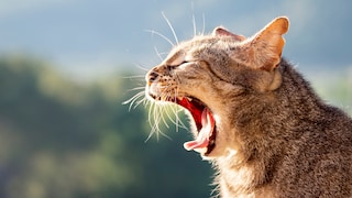 A cat opens its mouth