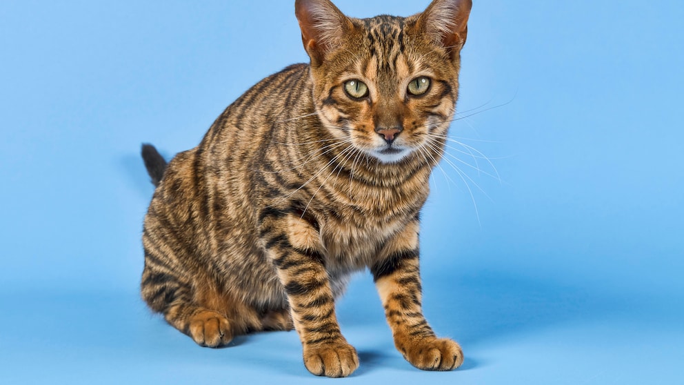 A Toyger looks into the camera