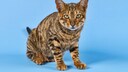 A Toyger looks into the camera