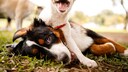 A small puppy outshines a larger one in a puppy playgroup.