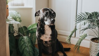 An elderly dog sits surrounded by plants on the floor of an apartment.