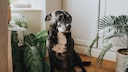 An elderly dog sits surrounded by plants on the floor of an apartment.