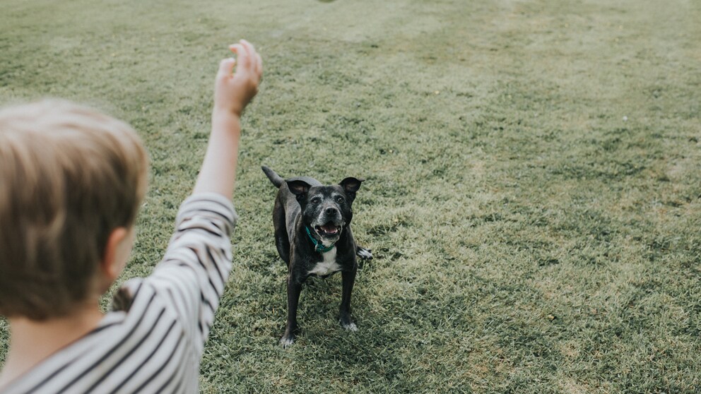 A child plays ball with an old dog