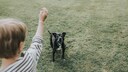 A child plays ball with an old dog