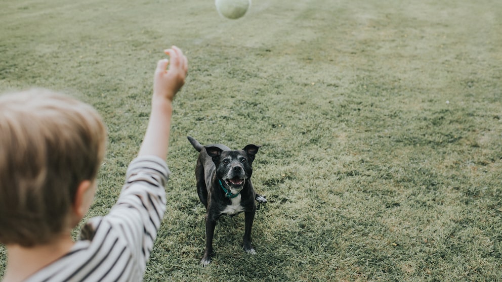 A child plays ball with an old dog