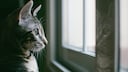 A cat looks sadly out the window.