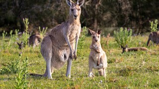 A female kangaroo with her offspring in a large meadow