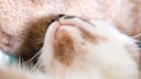 A cat shows clear signs of feline acne on its chin.