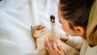 Woman plays with cat lying on its back, raising its paw defensively
