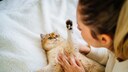 Woman plays with cat lying on its back, raising its paw defensively