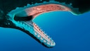 A model of the teeth and jaw of a sperm whale
