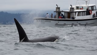 An orca swims directly towards a yacht