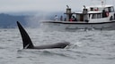 An orca swims directly towards a yacht