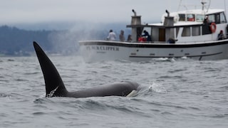 An orca swims directly towards a yacht