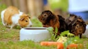 Guinea pigs settle comfortably in their cage
