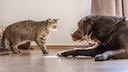Dog and cat clearly don't get along and keep their distance.