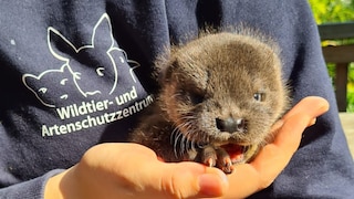 Otter pup Henry is currently being nursed back to health at the Wildlife and Species Protection Center in Schleswig-Holstein. He is set to be released back into the wild this summer.