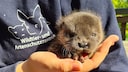 Otter pup Henry is currently being nursed back to health at the Wildlife and Species Protection Center in Schleswig-Holstein. He is set to be released back into the wild this summer.