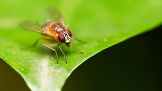 A fruit fly of the species Drosophila melanogaster sits on a leaf.